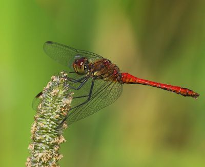 Bloedrode Heidelibel - Ruddy Darter