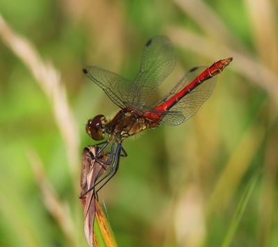 Bloedrode Heidelibel - Ruddy Darter