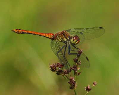 Bloedrode Heidelibel - Ruddy Darter