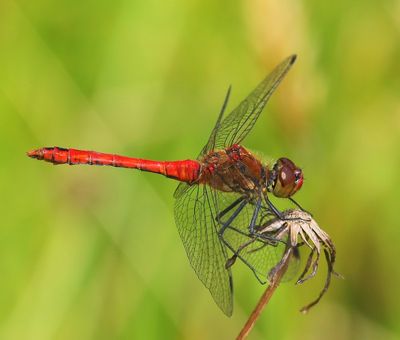 Bloedrode Heidelibel - Ruddy Darter