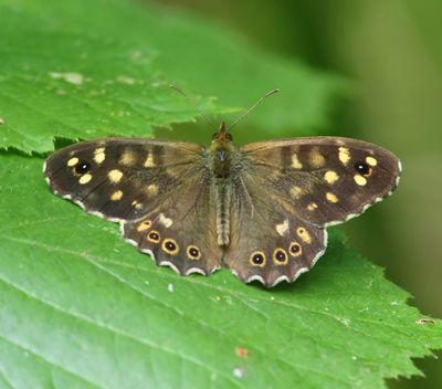 Bont Zandoogje - Speckled Wood