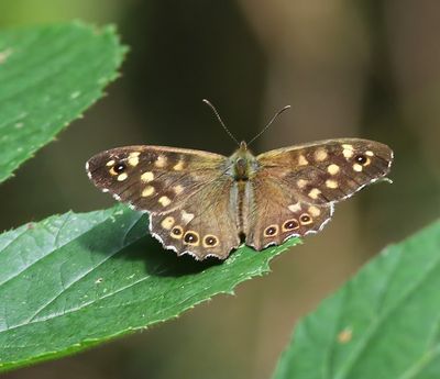 Bont Zandoogje - Speckled Wood
