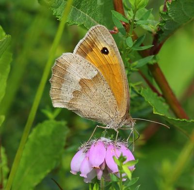 Bruin Zandoogje - Meadow Brown