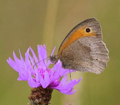 Bruin Zandoogje - Meadow Brown