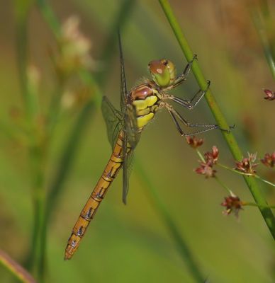 Bruinrode Heidelibel - Common Darter