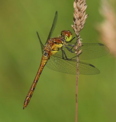Bruinrode Heidelibel - Common Darter