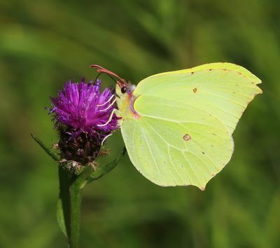 Citroenvlinder - Common Brimstone