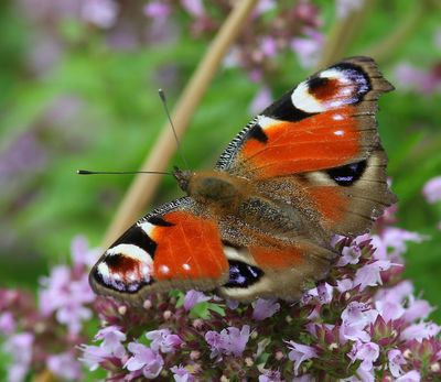 Dagpauwoog - Peacock Butterfly