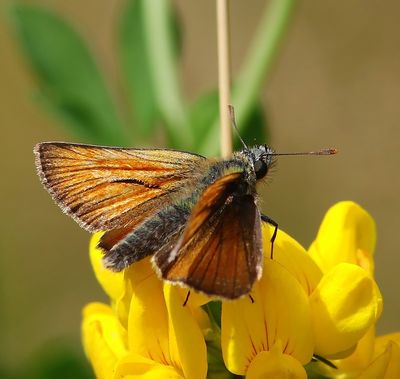 Geelsprietdikkopje - Small Skipper