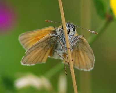 Geelsprietdikkopje - Small Skipper