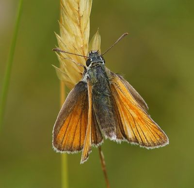 Geelsprietdikkopje - Small Skipper
