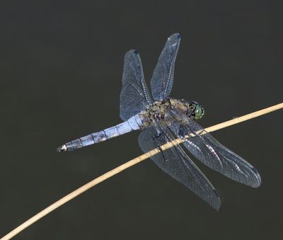 Gewone Oeverlibel - Black-tailed Skimmer