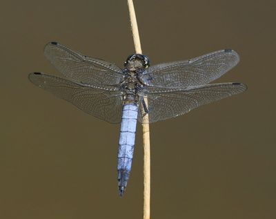 Gewone Oeverlibel - Black-tailed Skimmer