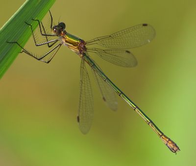 Gewone Pantserjuffer - Emerald Damselfly