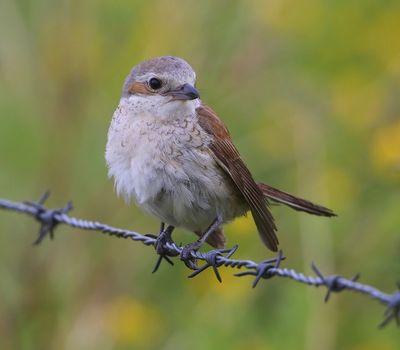 Grauwe Klauwier - Red-backed Shrike