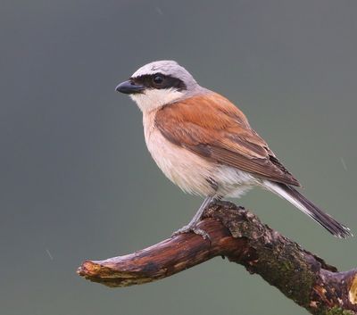 Grauwe Klauwier - Red-backed Shrike