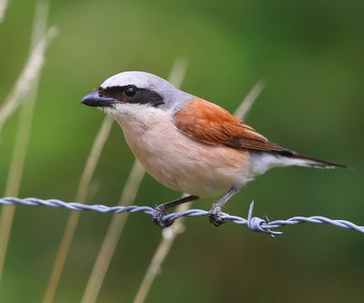 Grauwe Klauwier - Red-backed Shrike