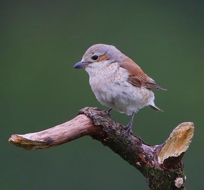 Grauwe Klauwier - Red-backed Shrike