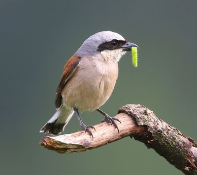 Grauwe Klauwier - Red-backed Shrike