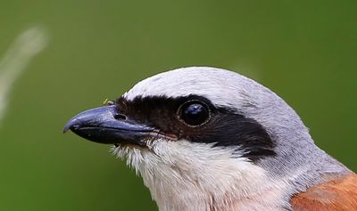 Grauwe Klauwier - Red-backed Shrike
