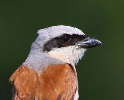 Grauwe Klauwier - Red-backed Shrike