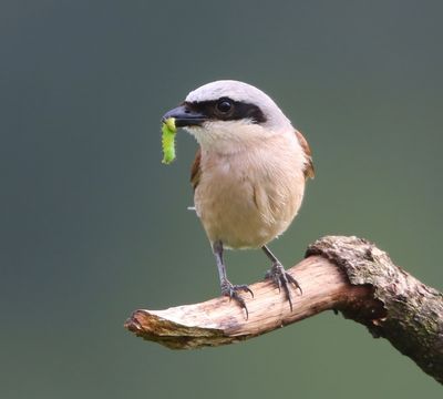Grauwe Klauwier - Red-backed Shrike