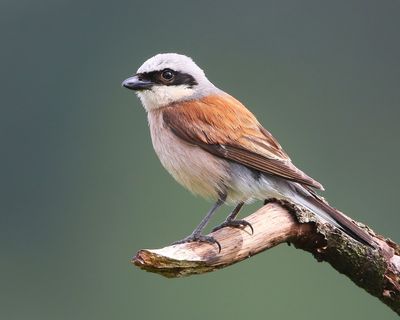 Grauwe Klauwier - Red-backed Shrike