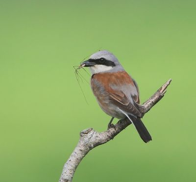 Grauwe Klauwier - Red-backed Shrike