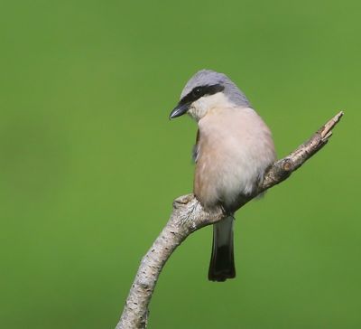 Grauwe Klauwier - Red-backed Shrike