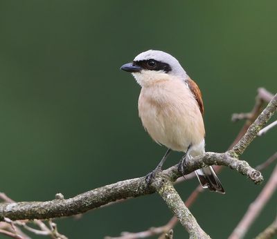 Grauwe Klauwier - Red-backed Shrike