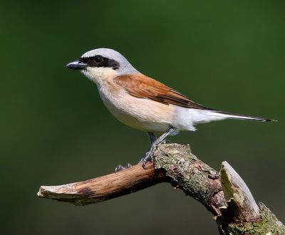 Grauwe Klauwier - Red-backed Shrike