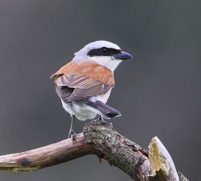 Grauwe Klauwier - Red-backed Shrike