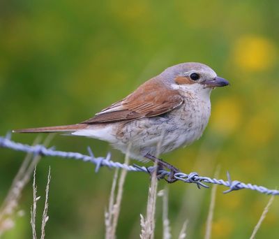 Grauwe Klauwier - Red-backed Shrike