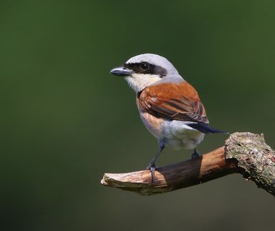 Grauwe Klauwier - Red-backed Shrike