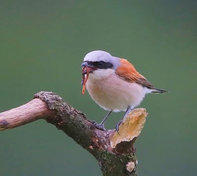 Grauwe Klauwier - Red-backed Shrike