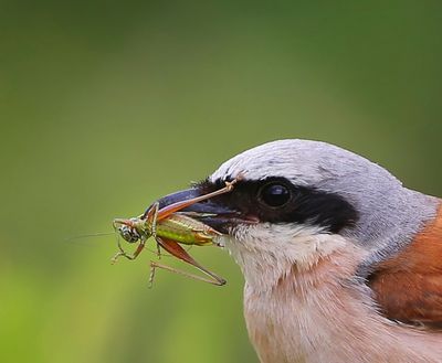 Grauwe Klauwier - Red-backed Shrike