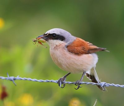 Grauwe Klauwier - Red-backed Shrike