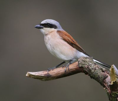 Grauwe Klauwier - Red-backed Shrike
