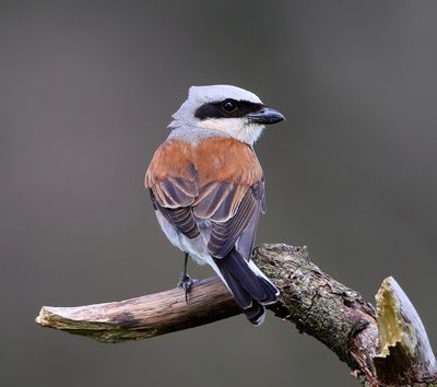 Grauwe Klauwier - Red-backed Shrike