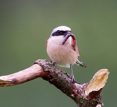 Grauwe Klauwier - Red-backed Shrike