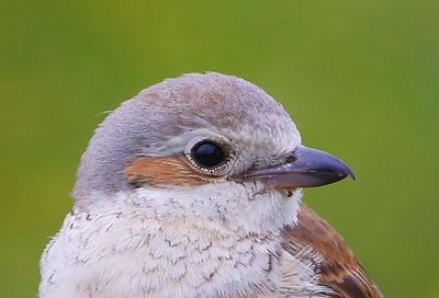Grauwe Klauwier - Red-backed Shrike