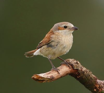 Grauwe Klauwier - Red-backed Shrike