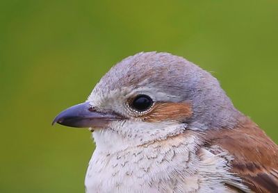 Grauwe Klauwier - Red-backed Shrike