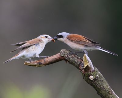 Grauwe Klauwieren - Red-backed Shrikes