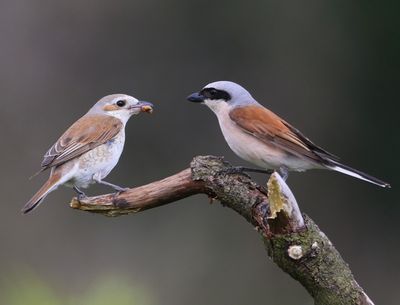 Grauwe Klauwieren - Red-backed Shrikes