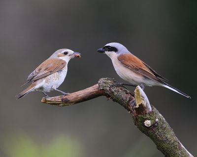 Grauwe Klauwieren - Red-backed Shrikes