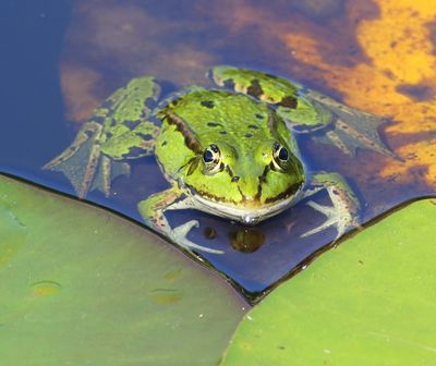 Groene Kikker - Green Frog
