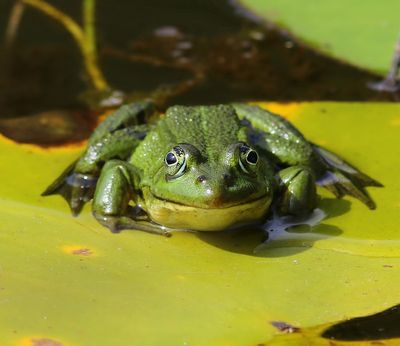Groene Kikker - Green Frog