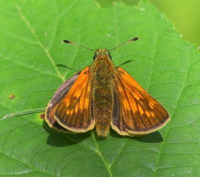 Groot Dikkopje - Large Skipper