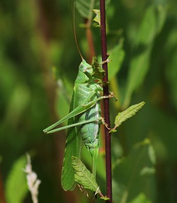 Grote Groene Sabelsprinkhaan - Great Green Bush-Cricket